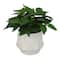 10" Premade Faux Plant in Speckled Ceramic Container by Ashland®